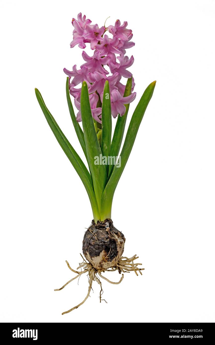 Blue hyacinth with onion, leaves and blossom isolated on white Stock Photo