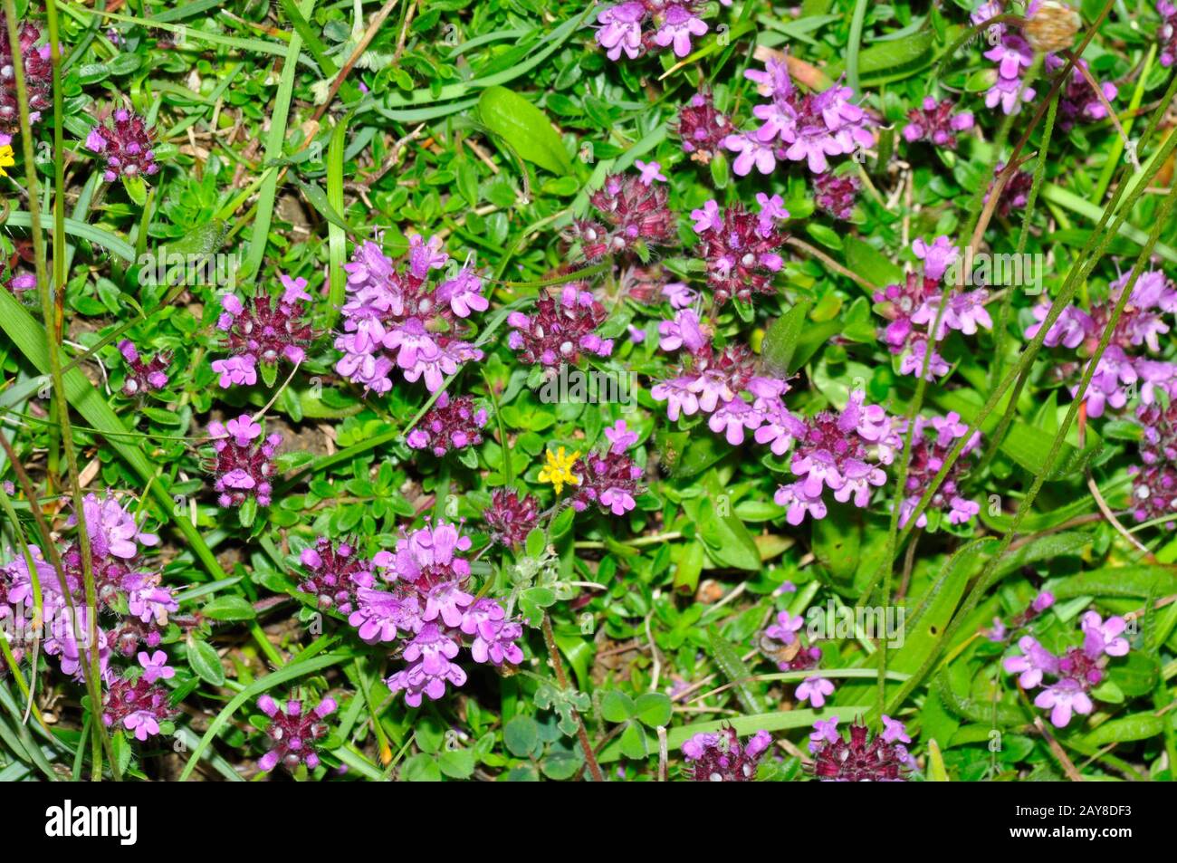 Wild Thyme,'Thymus praecox' spring and summer, dry grassland, heaths,rocks and dunes.Collard hilll, Somerset.UK Stock Photo