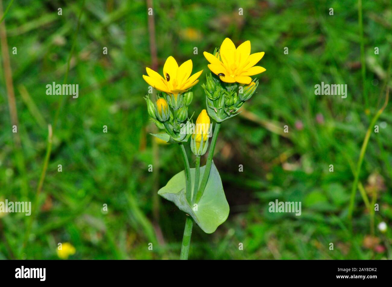 Yellow wort,'Blackstonia perfoliata', summer, dry grassland, heaths, dunes.Collard hilll, Somerset.UK Stock Photo