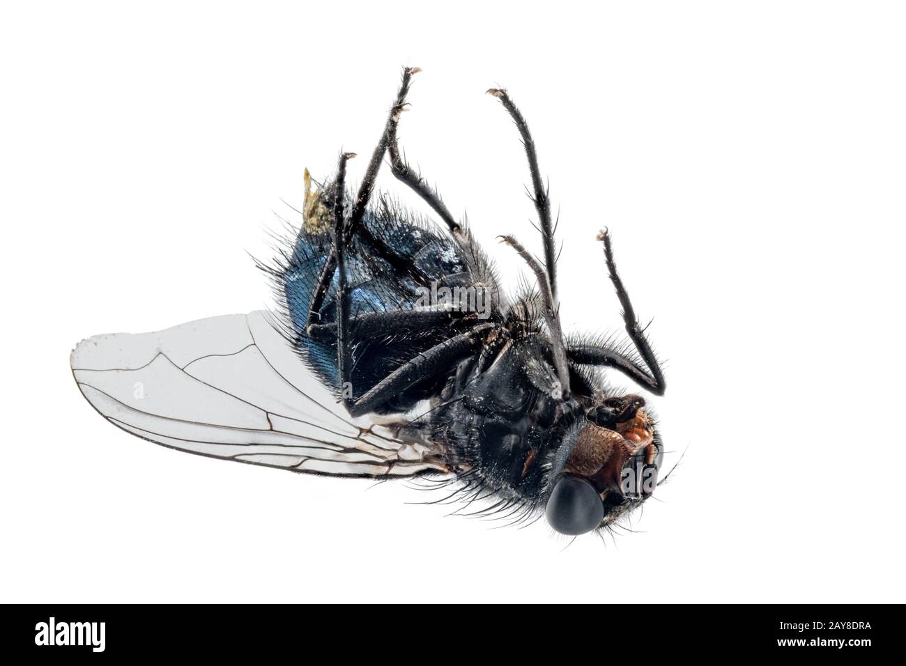 Close-up of a dead fly lying on its back. Stock Photo
