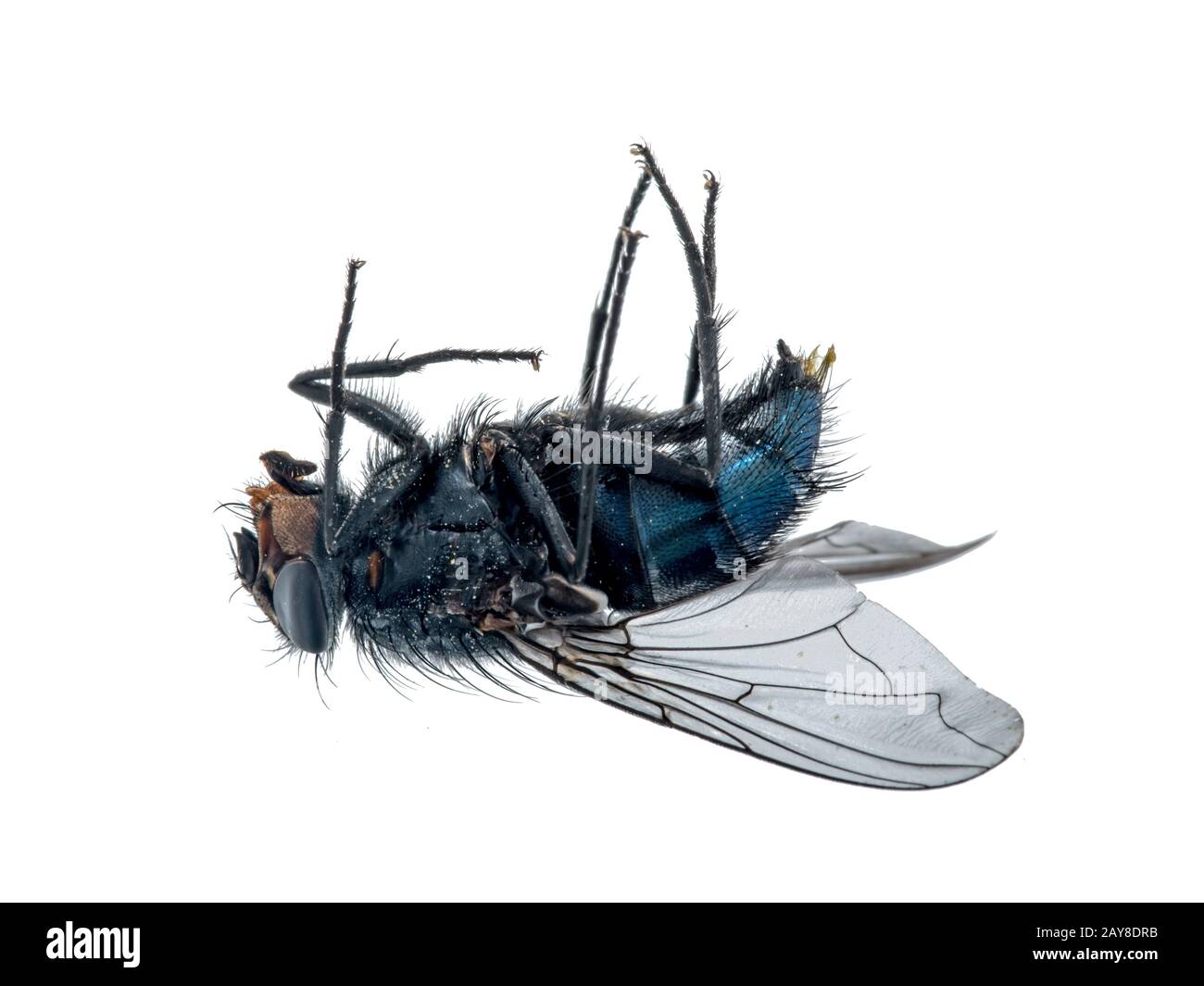 Close-up of a dead fly lying on its back. Stock Photo