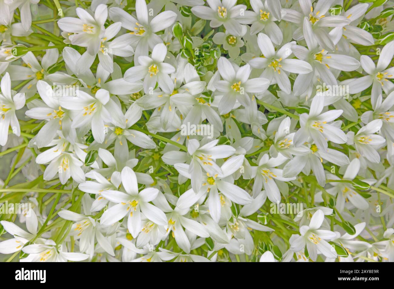 Soft, bright floral background from many umbels of daisy flowers Stock Photo