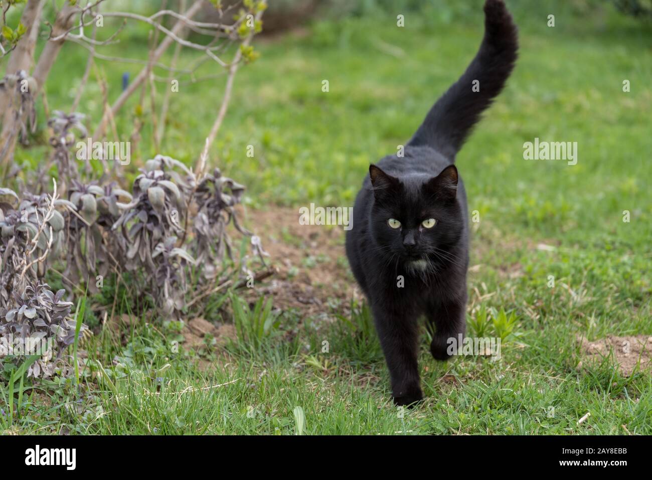 black cat creeps in the green grass - outdoor cat Stock Photo