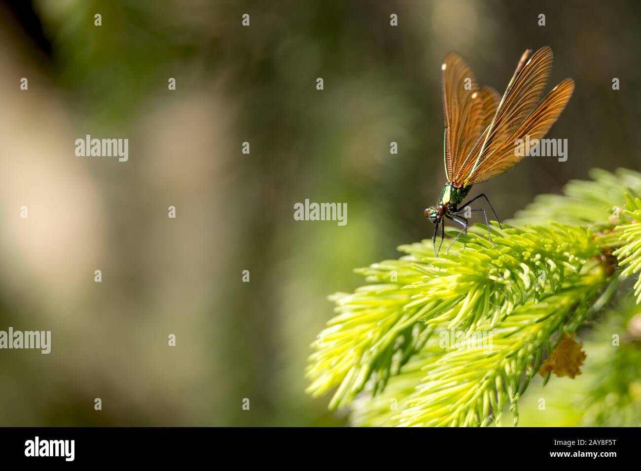 Bronze beautiful dragonfly sits on a fir branch against blurred brown background with copy space Stock Photo