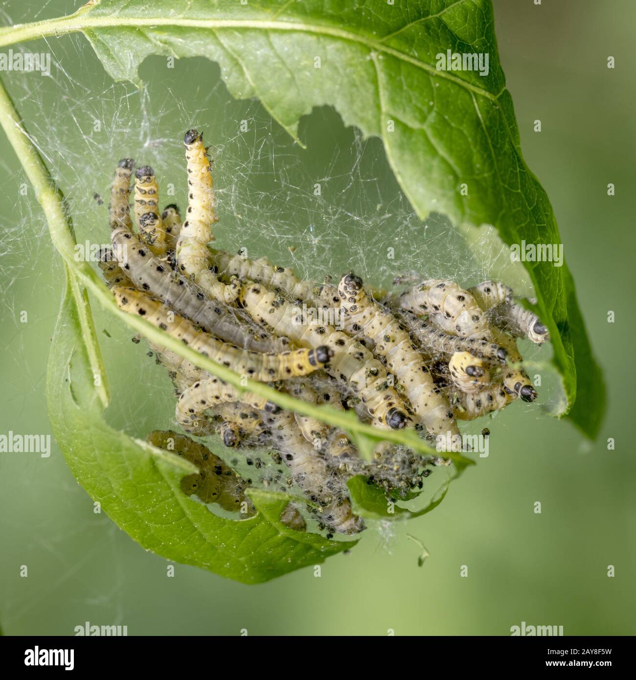 Caterpillars in a web hi-res stock photography and images - Alamy