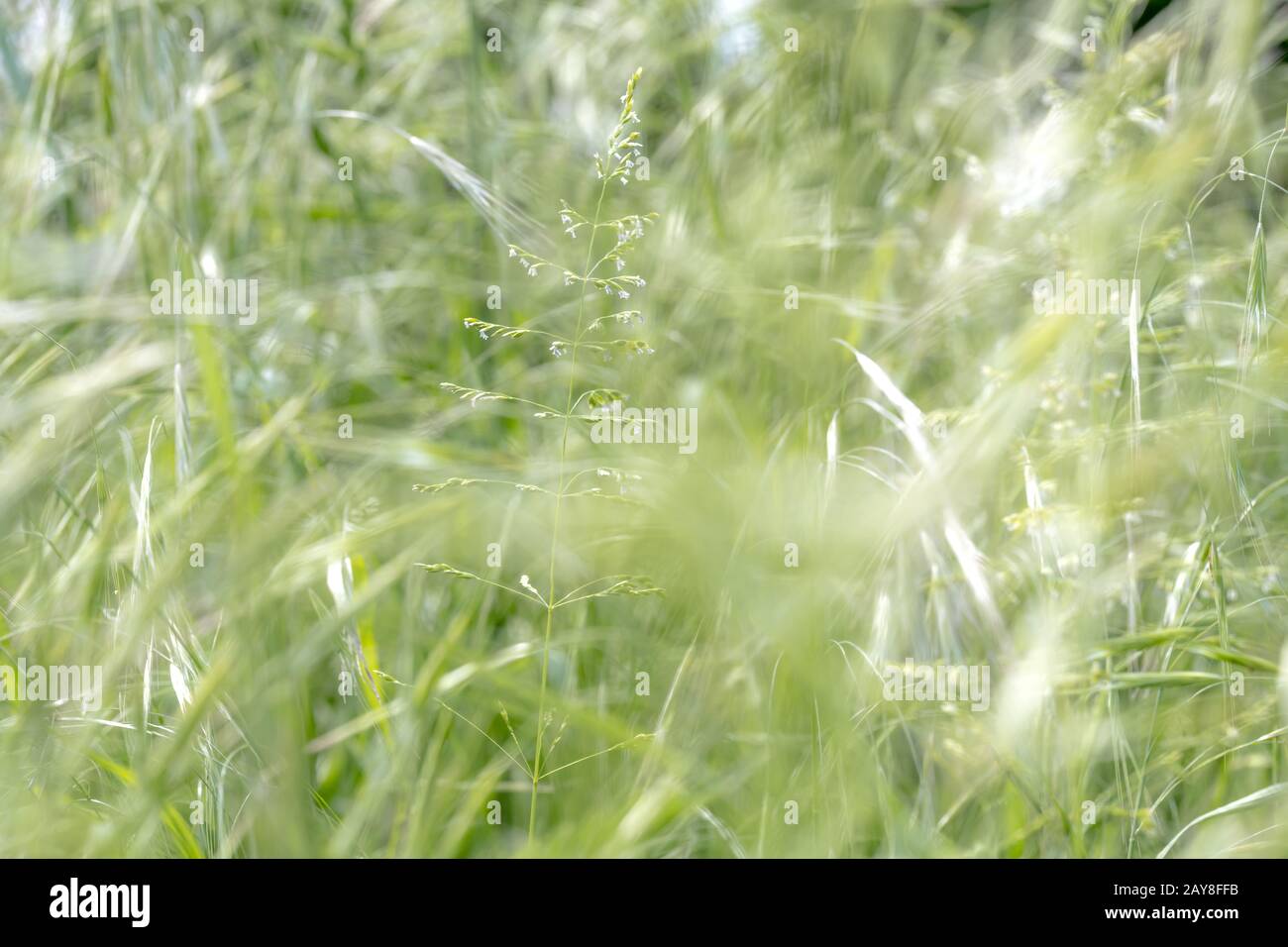 Single blooming blade of grass in front of bright blurred green grass Stock Photo