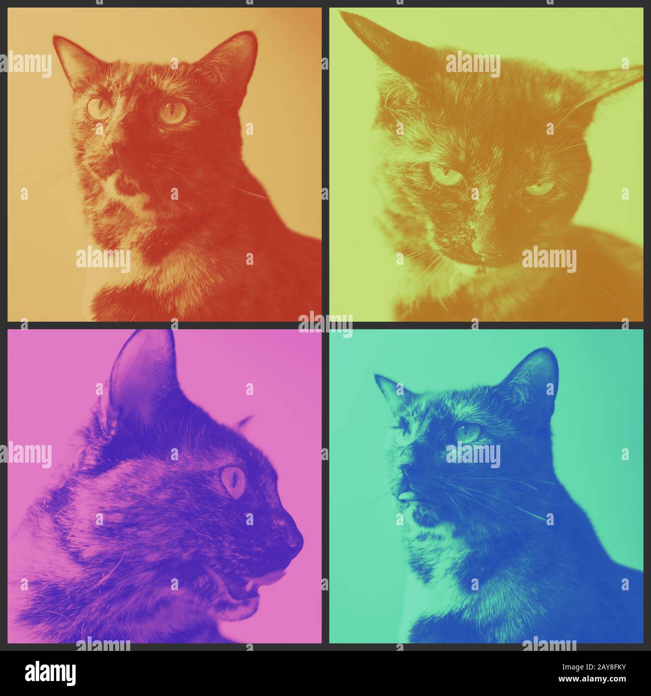 Colorized panel of a tortoiseshell cat making four different expressions Stock Photo