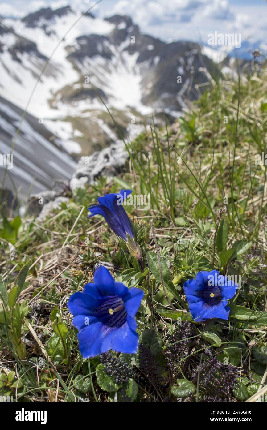 Gentian flowers in the Soierngruppe in Bavaria Stock Photo