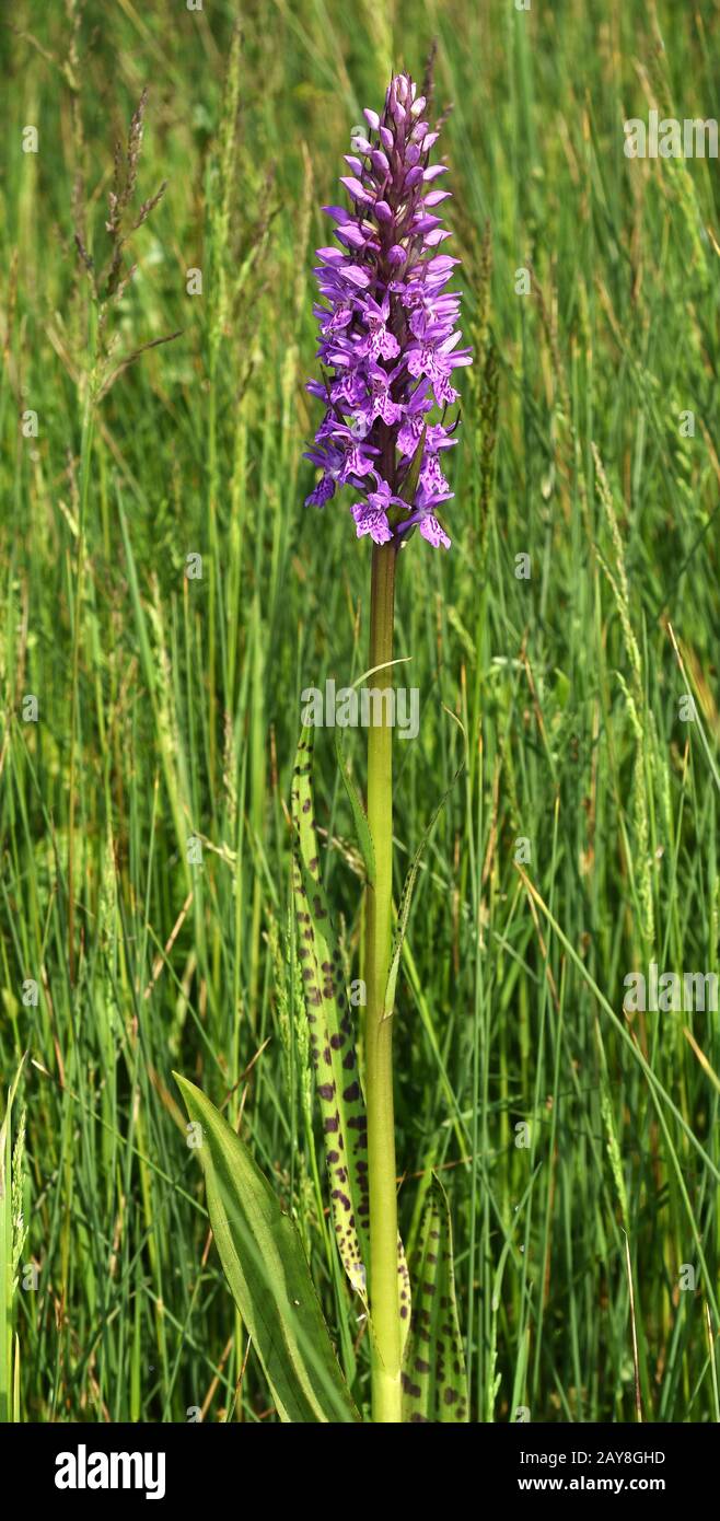 broad-leaved marsh orchid; common marsh orchid; fan orchid; western marsh orchid; Stock Photo