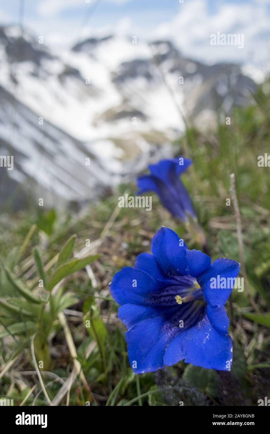 Gentian flowers in the Soierngruppe in Bavaria Stock Photo