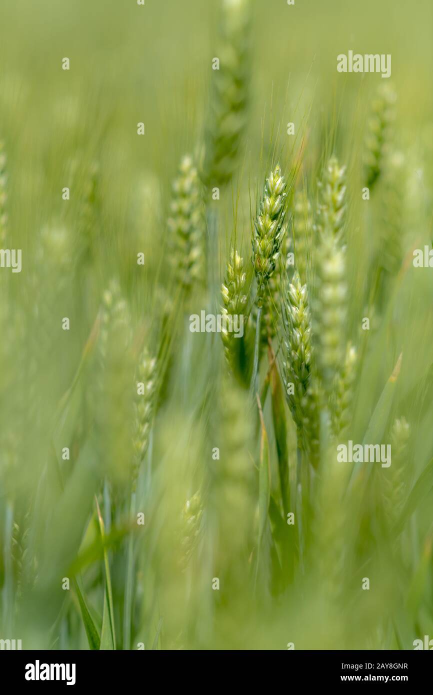 Single grain ears of wheat in front of bright blurred green grain Stock Photo