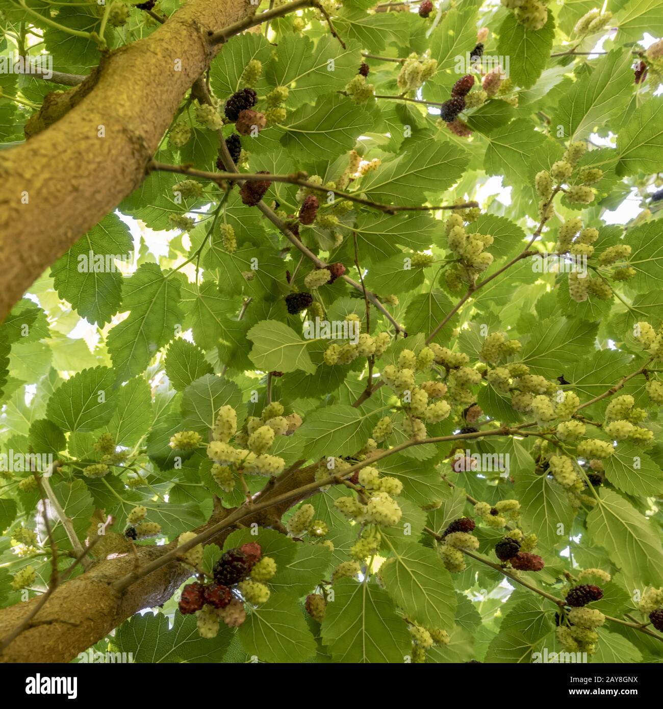Mulberries in different maturity levels hang on the branches Stock Photo