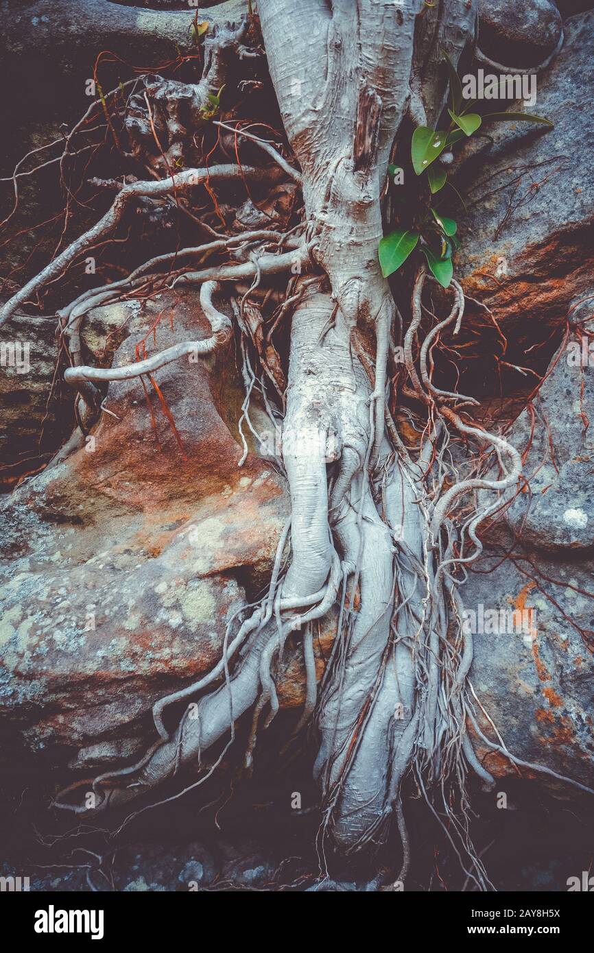 Roots on a rock close-up Stock Photo