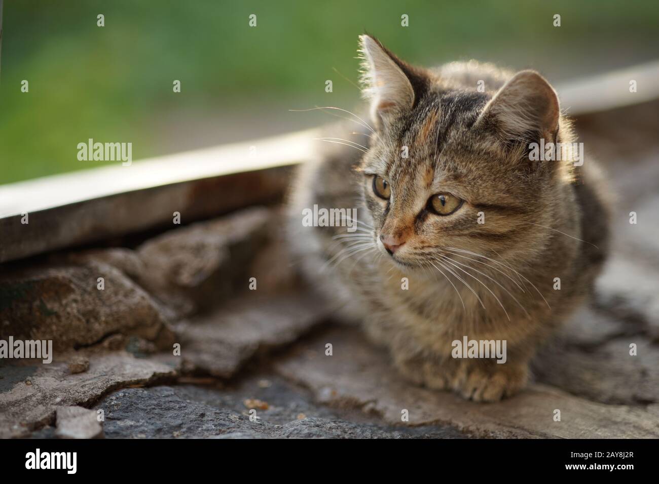 Lovely tabby cat relaxed outdoors, close up portrait Stock Photo - Alamy
