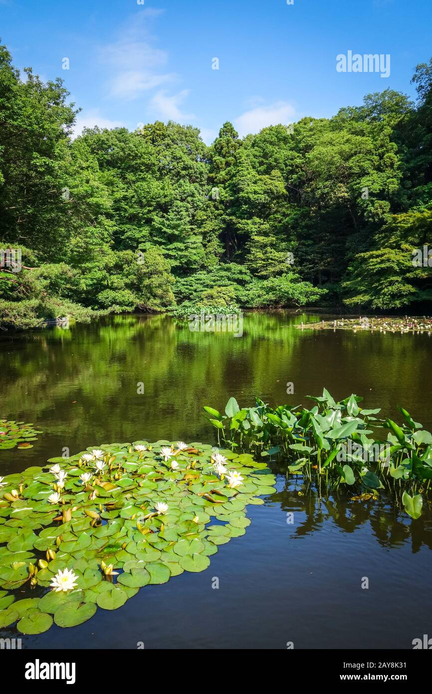 Yoyogi park pond, Tokyo, Japan Stock Photo