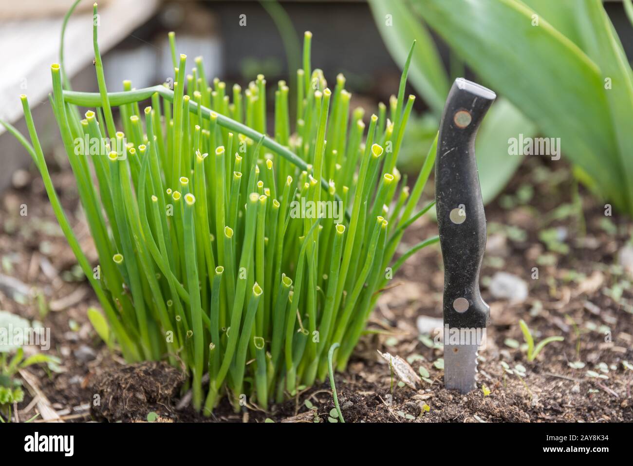 Fresh chives in your own garden - knife for harvesting Stock Photo