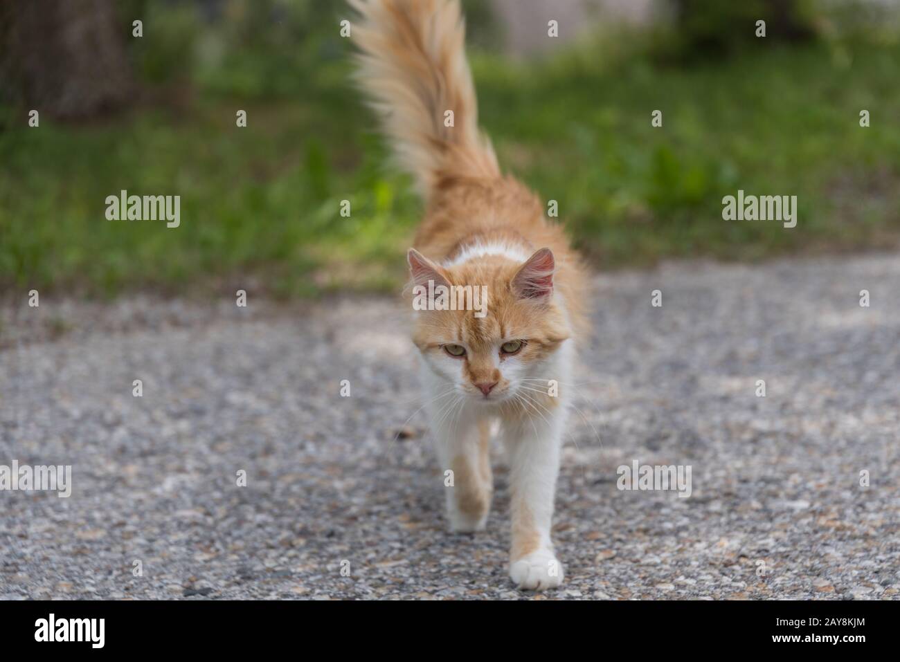 free running brown cat on a street - street cat Stock Photo