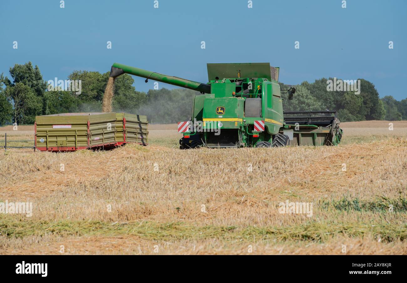 Crop harvest on a grain field at blue sky Stock Photo - Alamy