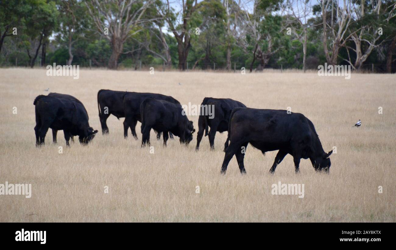 Herd of Black Angus cattle livestock in a dry paddock in Australia with eucalypt trees in the background Stock Photo