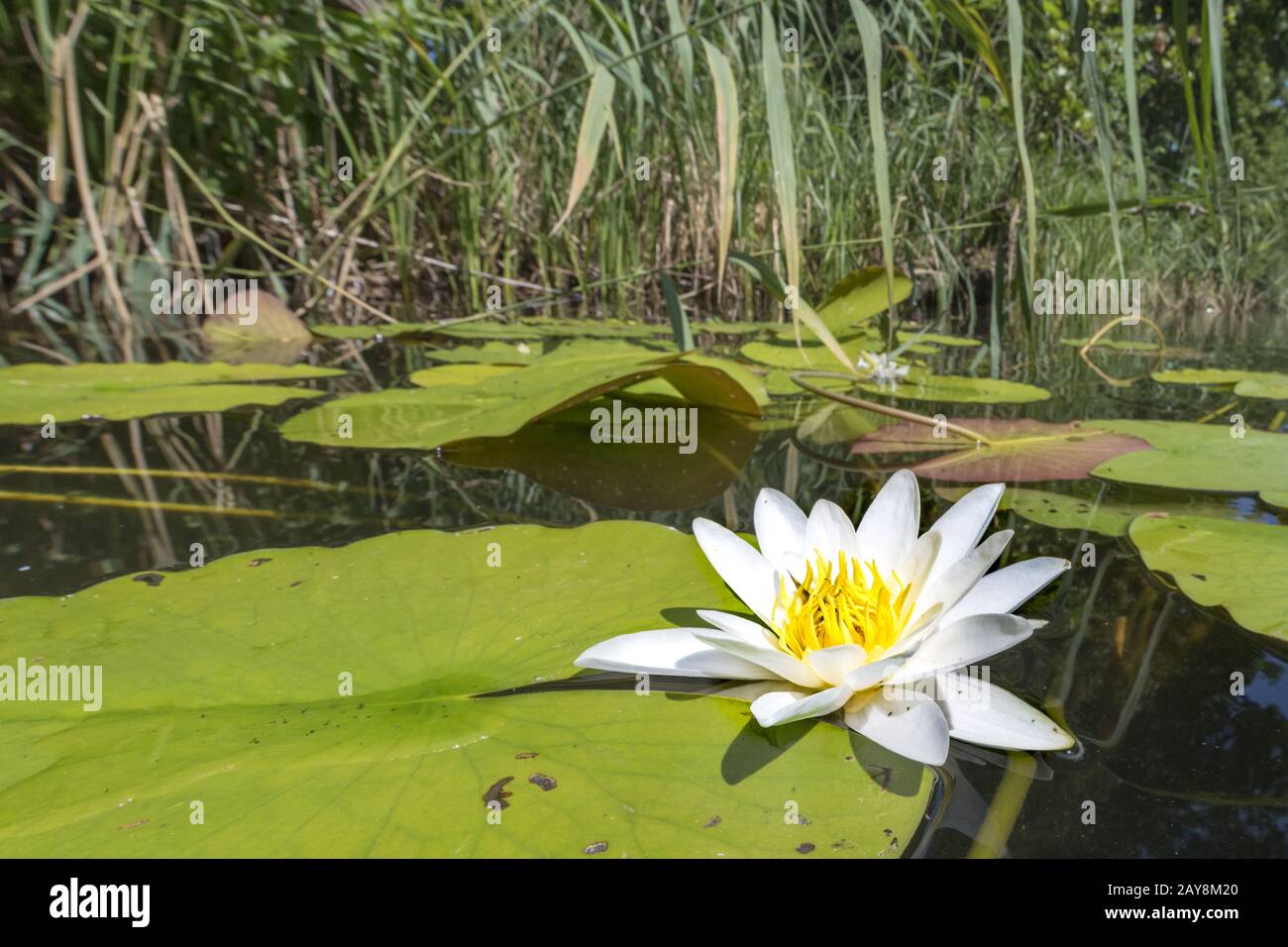 Single water lily with green leaves and reeds floating on dark water Stock Photo