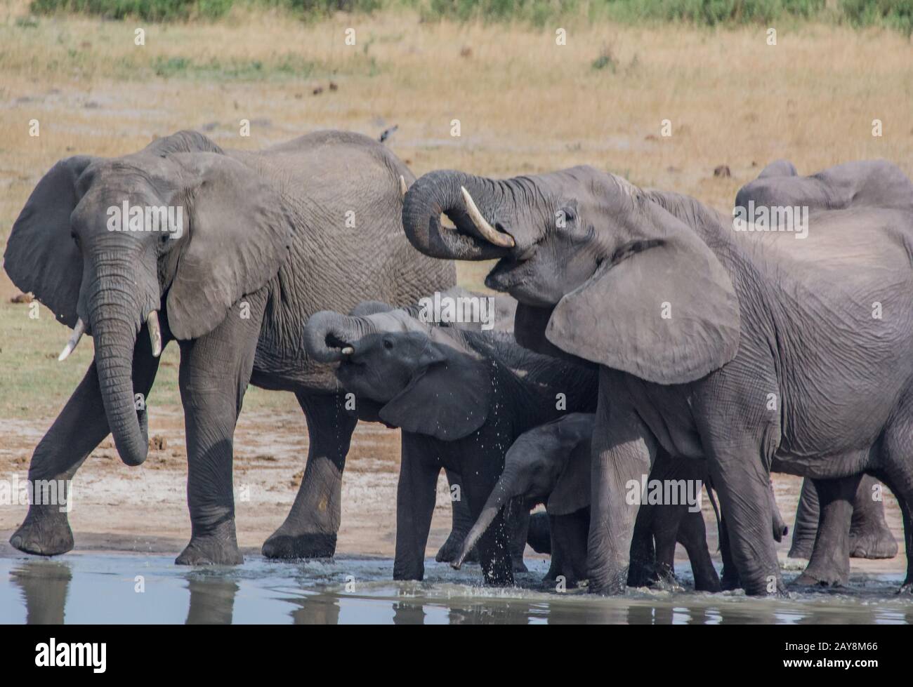 Elephants in the savanna of in Zimbabwe, South Africa Stock Photo