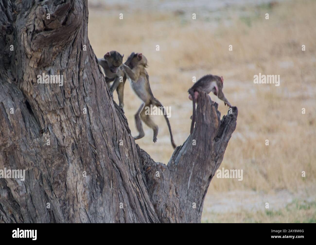 Baboon family in the Savannah of in Zimbabwe, South Africa Stock Photo ...