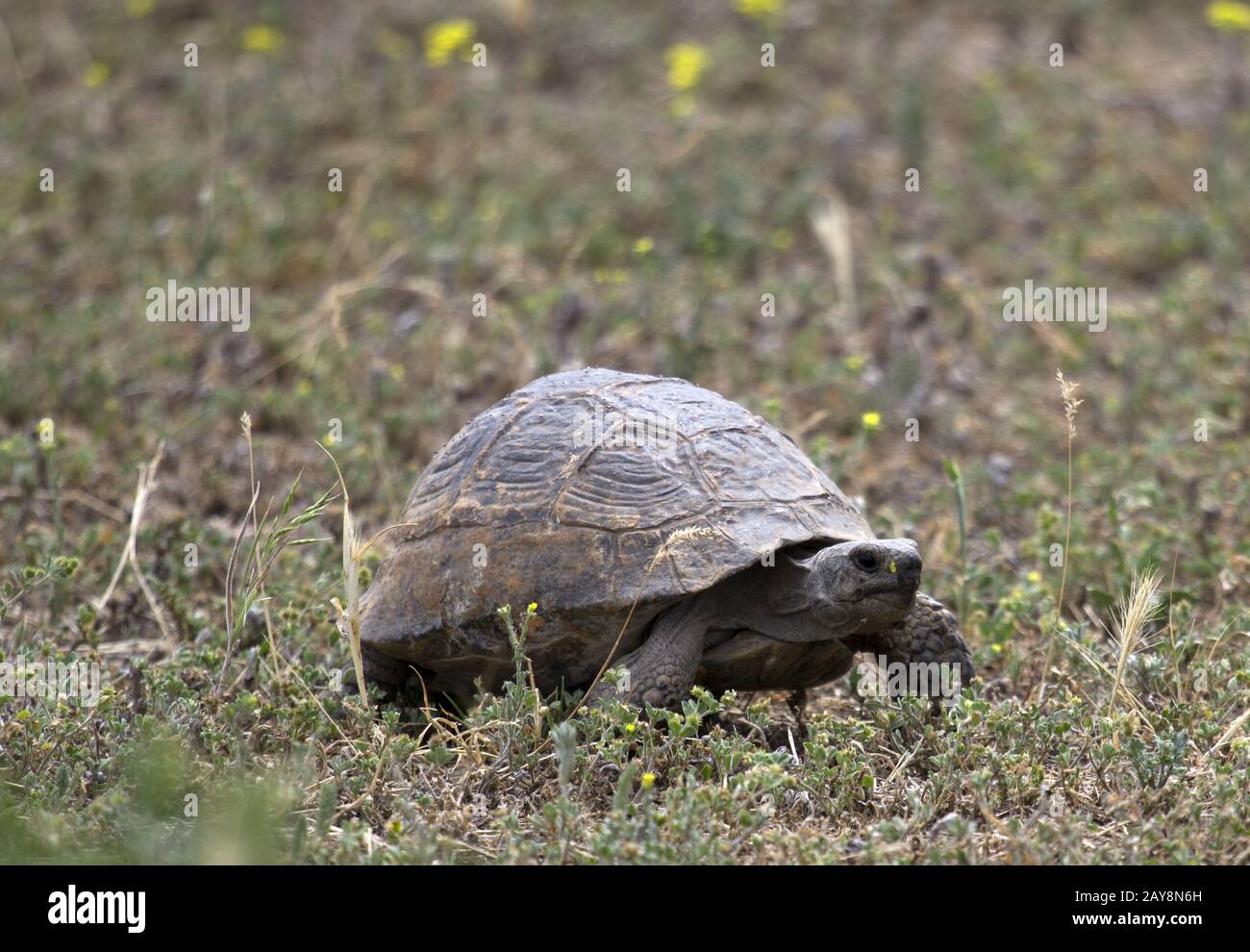 Chachuna Managed Nature Reserve, Tortoise, Georgia Stock Photo