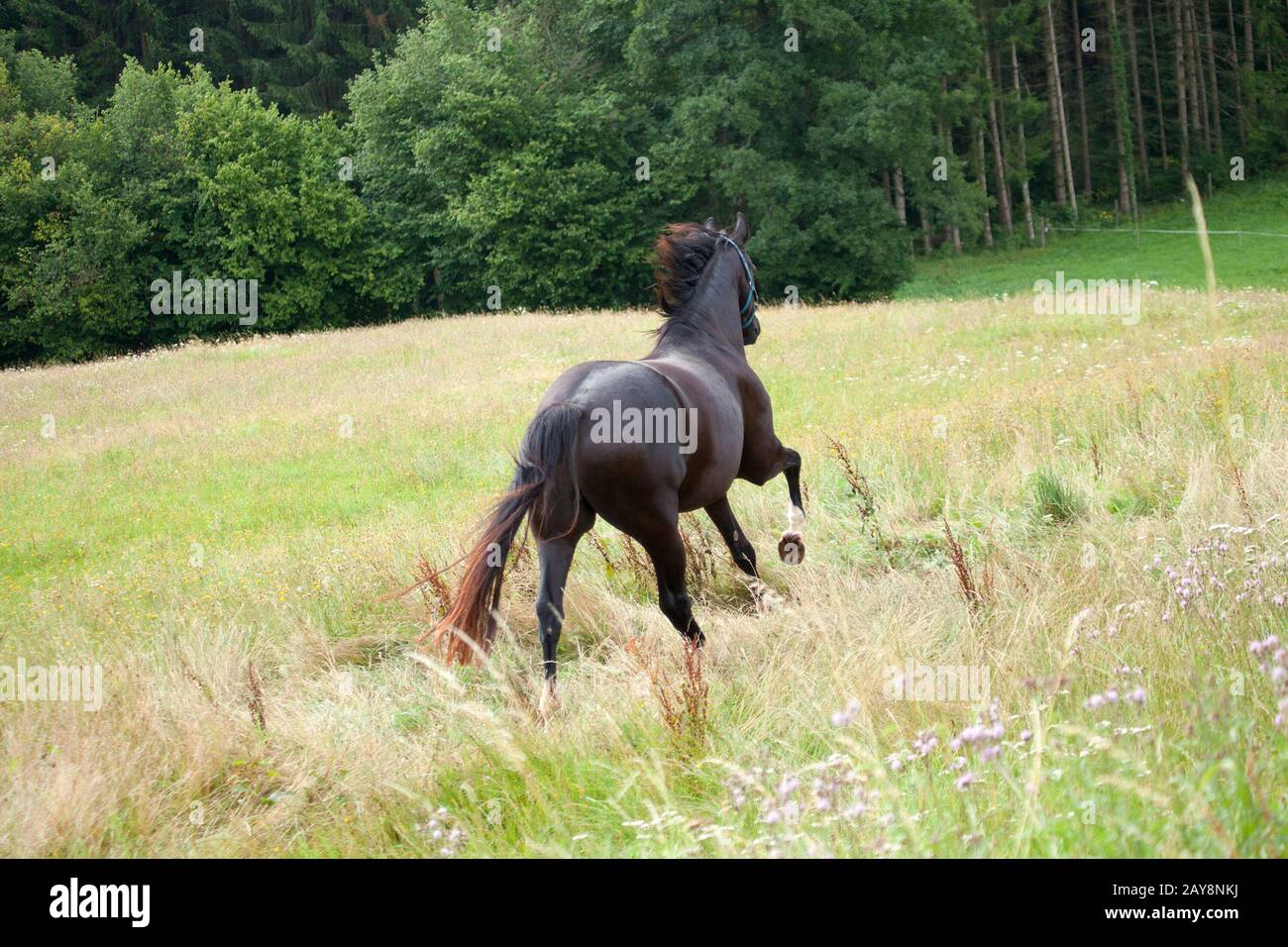 horse galopping free in meadow rear view Stock Photo