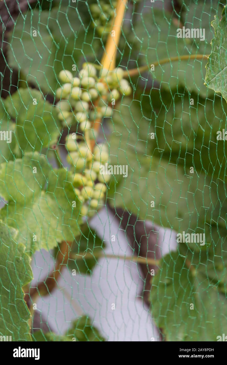 Bird protection net from green grapes protects them from birds - close-up Stock Photo