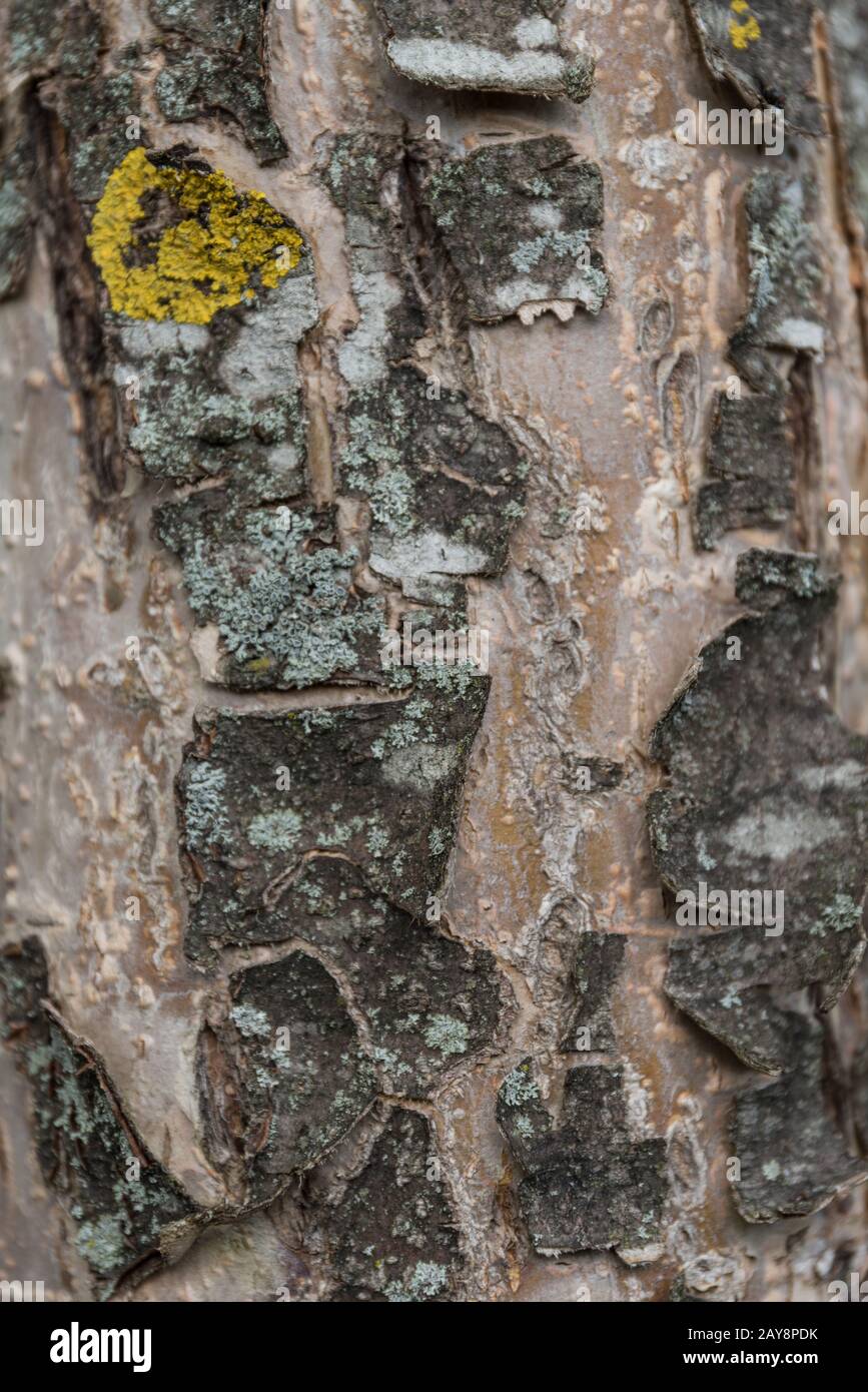 brittle and cracked bark of an apple tree with lichens - background Stock Photo