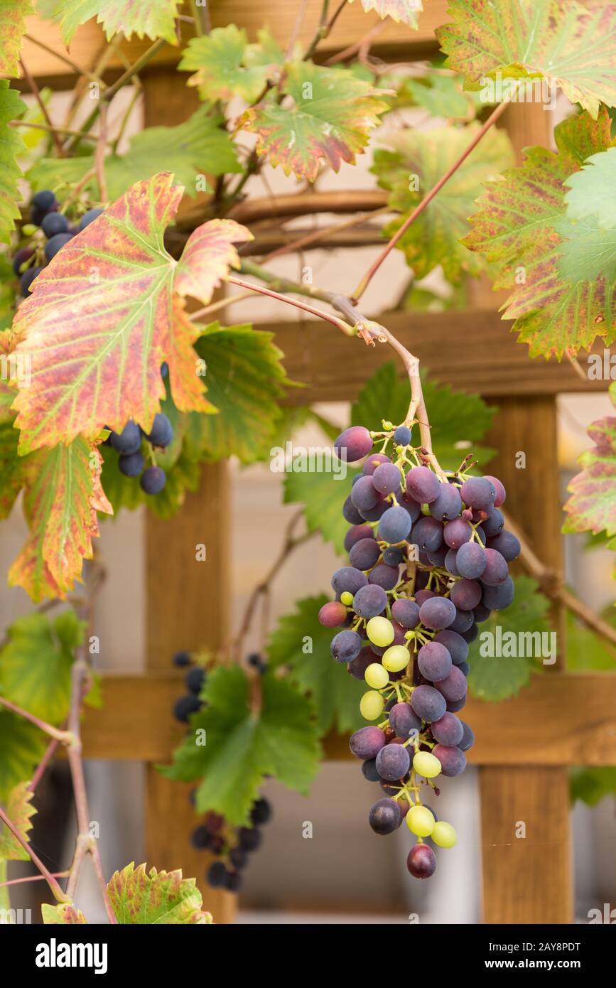 Red and green grapes on one grape - autumnal vine on trellis Stock Photo