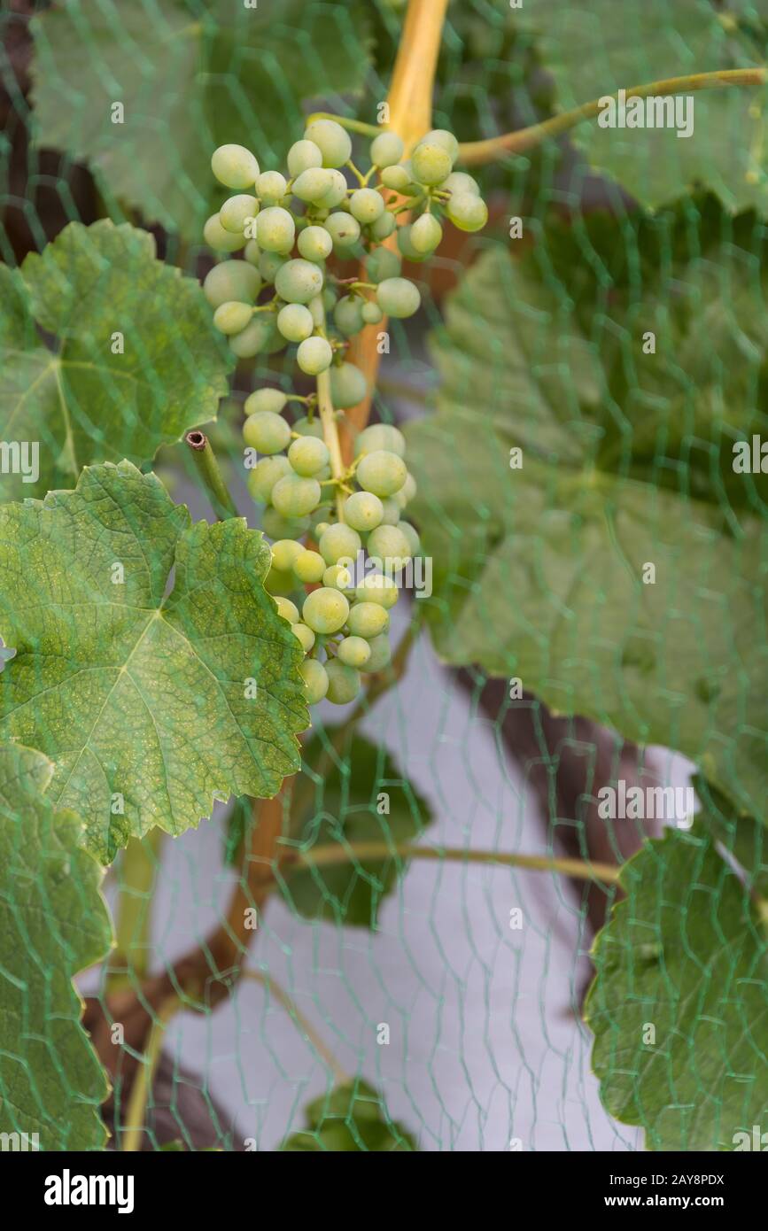 Bird net on a vine - close-up Stock Photo