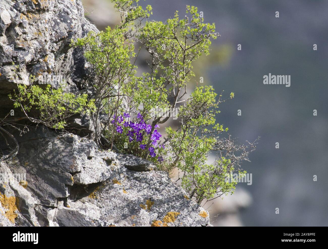 Stepanzminda, Kazbegi, Campanula Petrophyla, Gveleti, Waterfall, Georgia Stock Photo