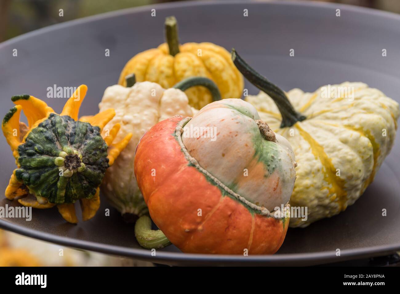 Colourful decorative pumpkins in a flat metal bowl in the garden - autumn decoration Stock Photo