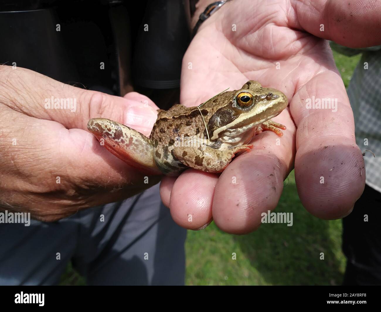 Stepanzminda, Kazbegi, brown frog, Georgia Stock Photo