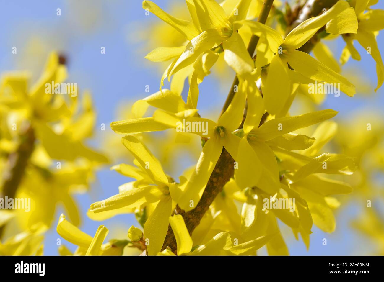 Forsythia Blueten Stock Photo