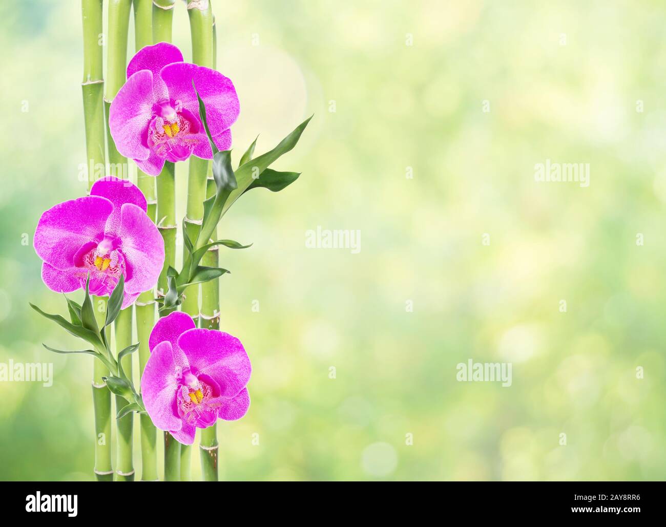 Lucky Bamboo and three orchid flower on white background Stock Photo