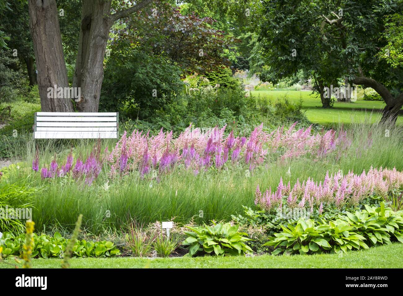 Shrub bed with grasses and white bench Stock Photo