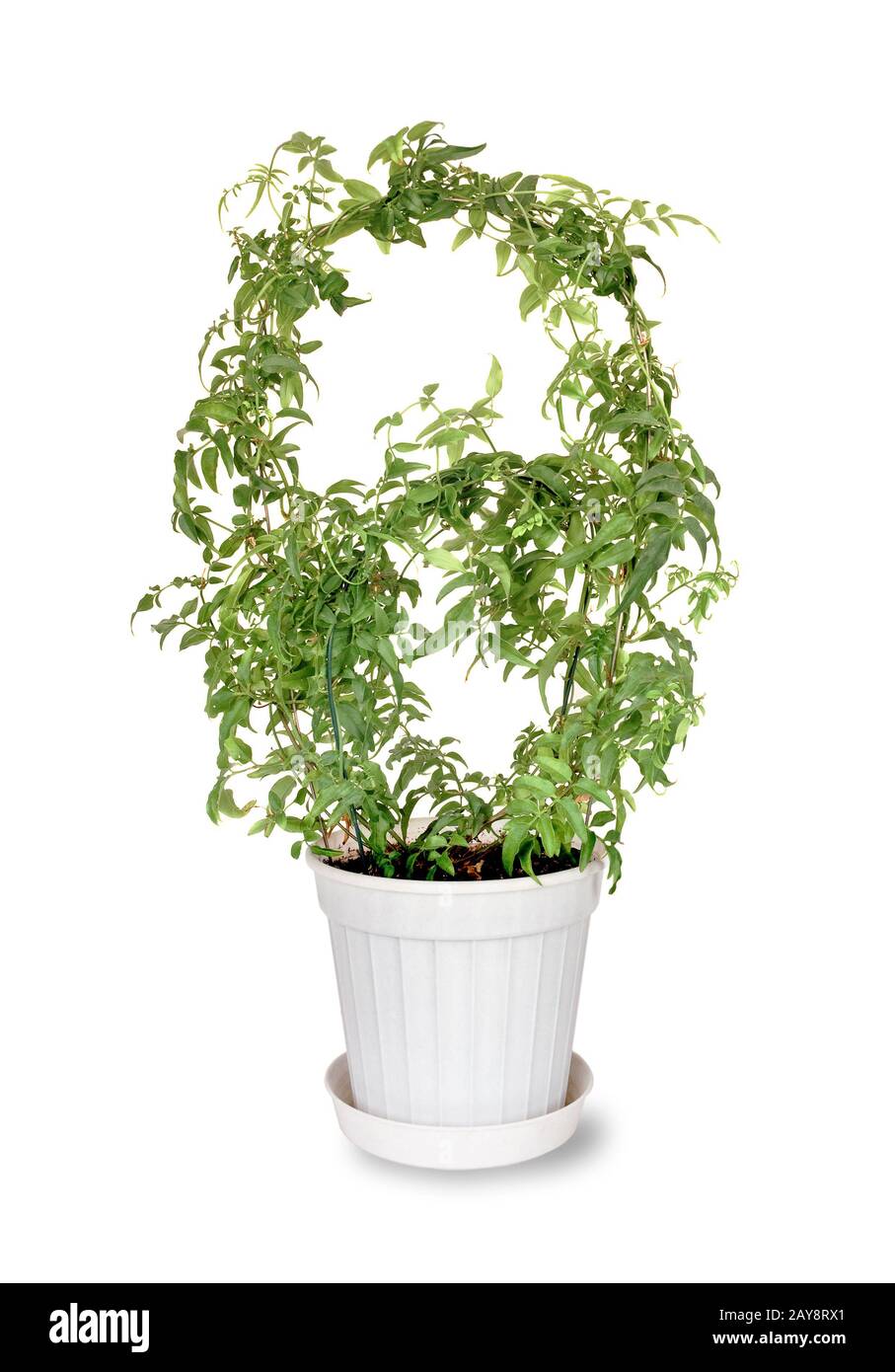 Jasmine vase Cut Out Stock Images & Pictures Alamy