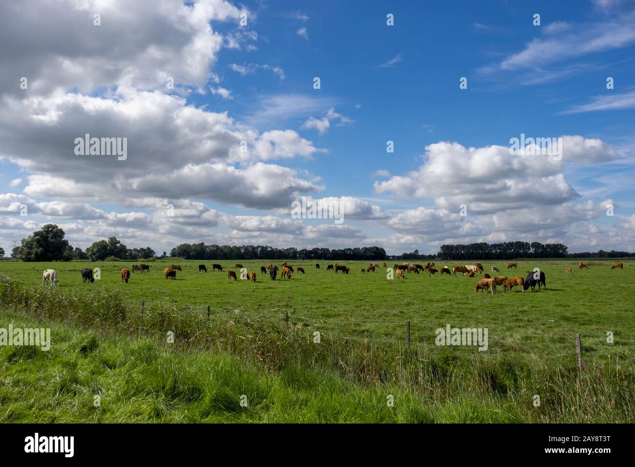 Landscape in the Emsland Stock Photo