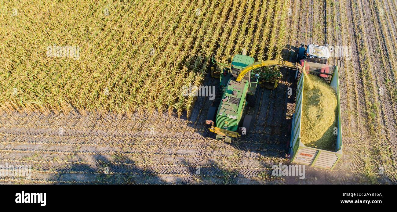 Corn crop, agricultural activity for harvest season Stock Photo