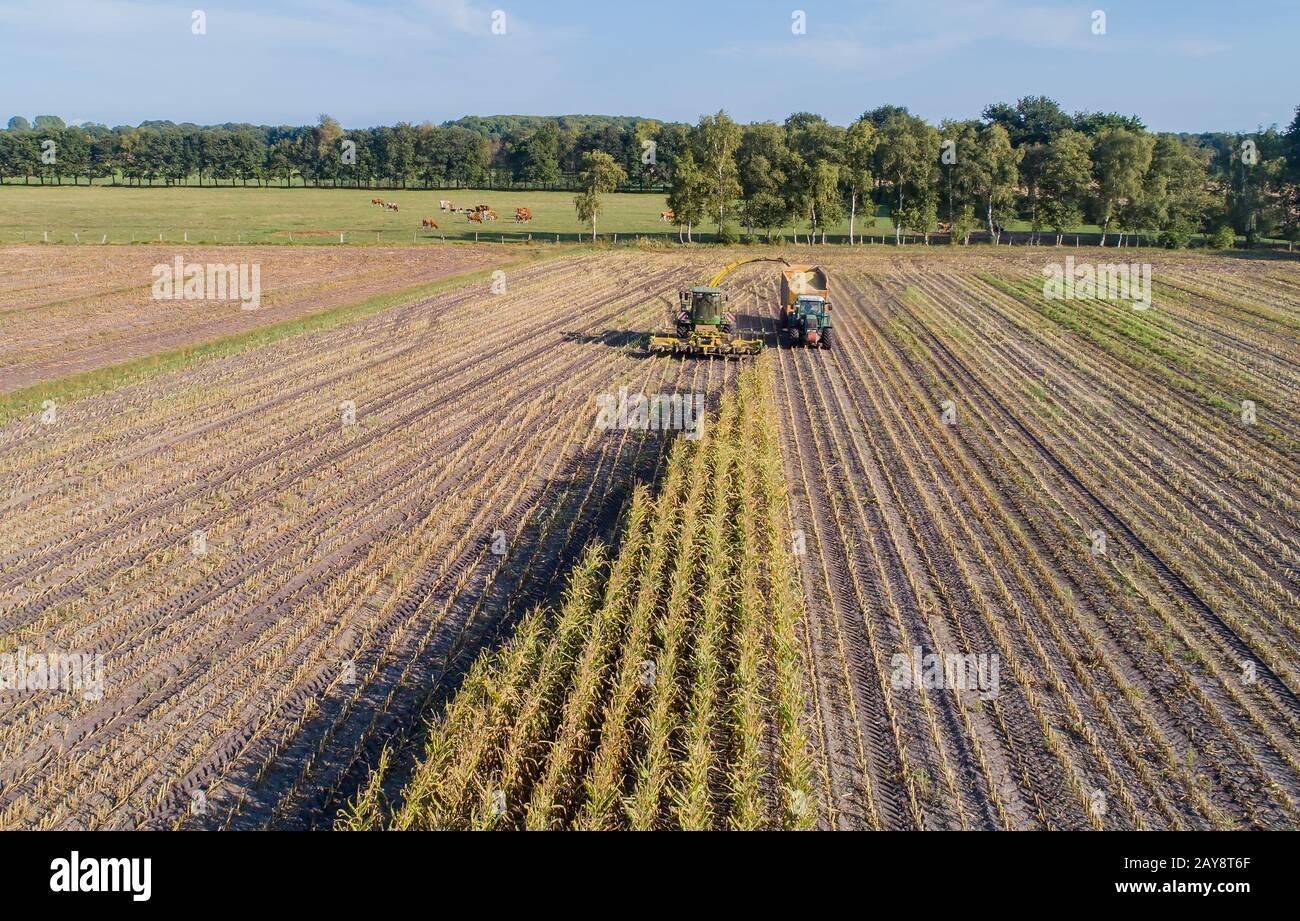 Corn crop, agricultural activity for harvest season Stock Photo
