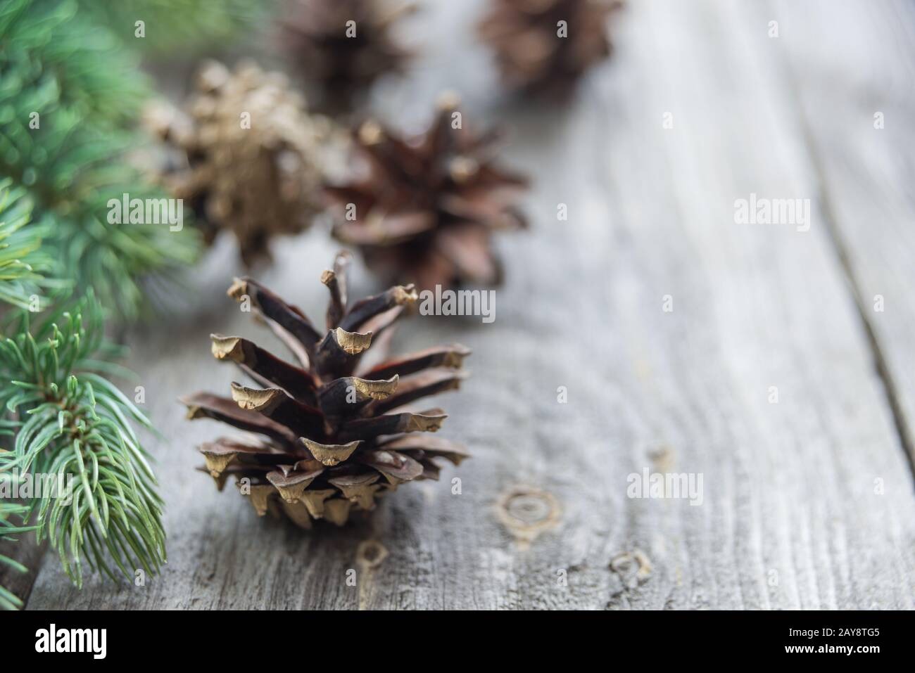 Pine cones and spruce branches Stock Photo - Alamy