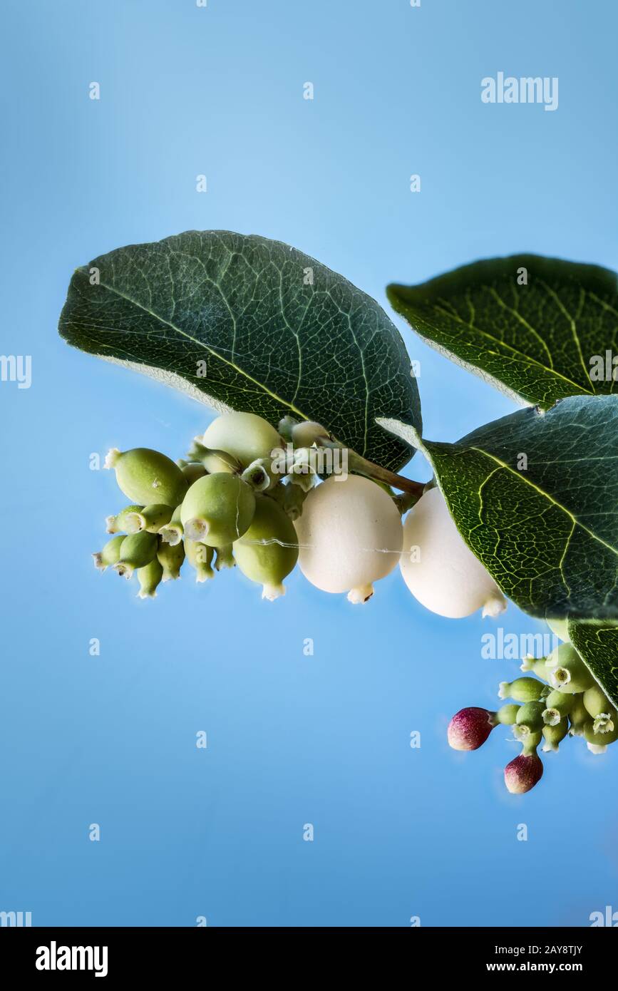 Ordinary snowberry - firecracker: Inflorescence and fruits of a common snowberry (Symphoricarpos albus (L.) S.F.Blake Stock Photo