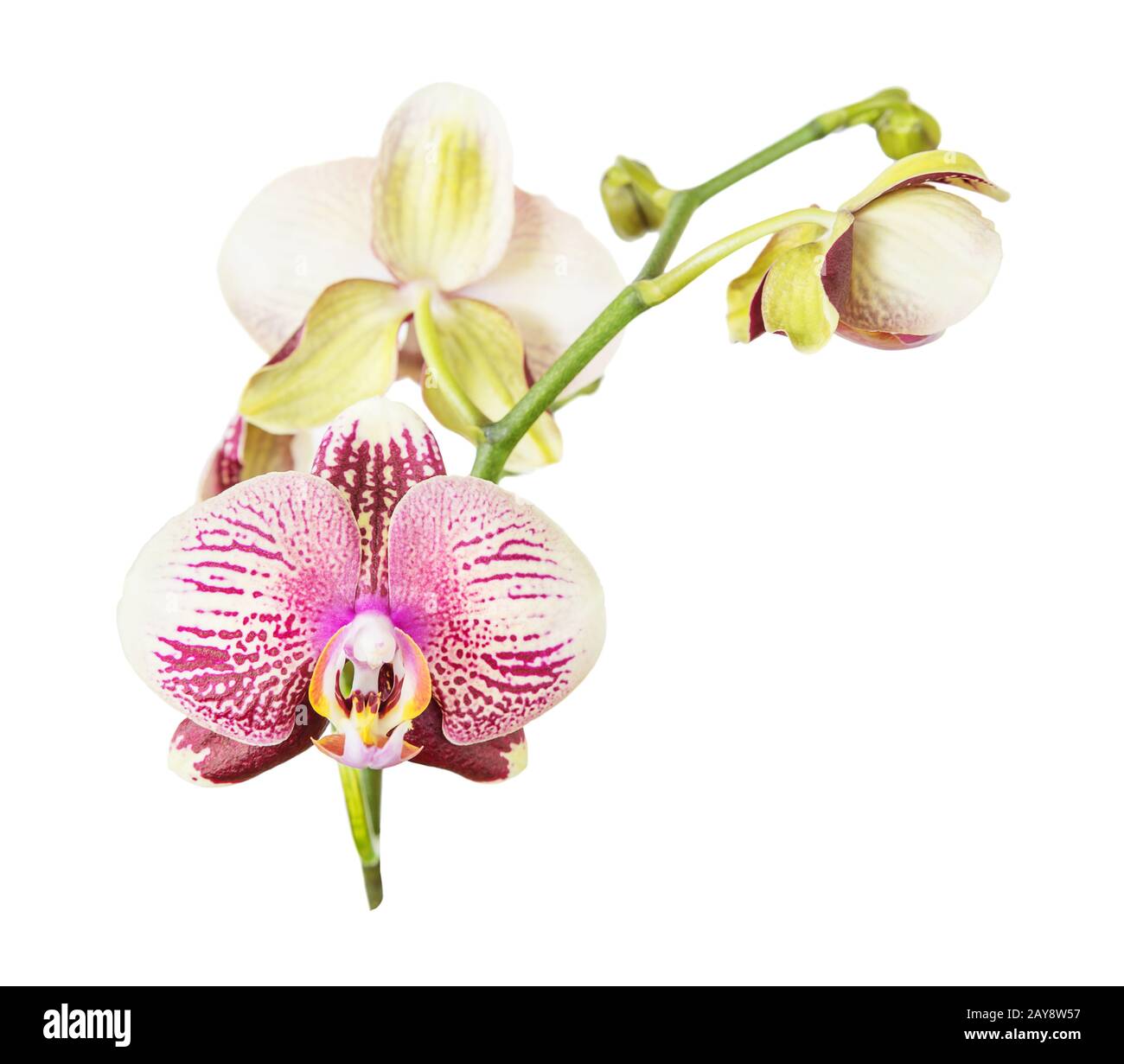 Orchid flowers isolated on white background Stock Photo