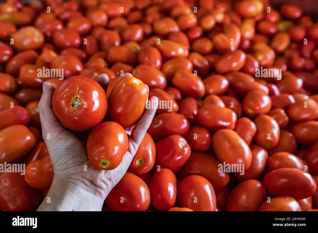 Hand holding up three ripe and bright tomatoes from a bunch. Other ...