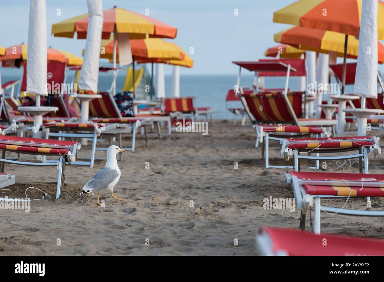 Seagull strolls on the sandy beach between sun beds and umbrellas Stock Photo