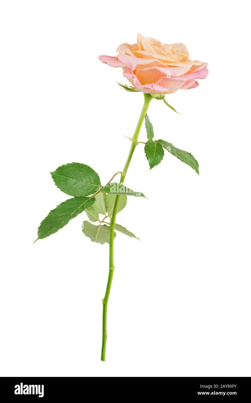 Pink rose on a white background Stock Photo