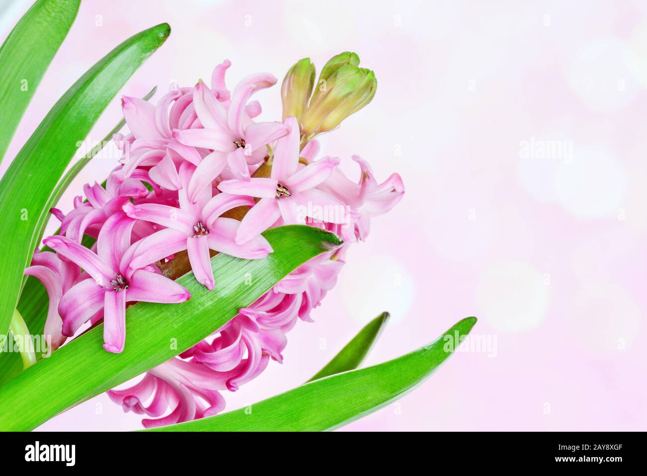 Pink hyacinth on pink background Stock Photo - Alamy