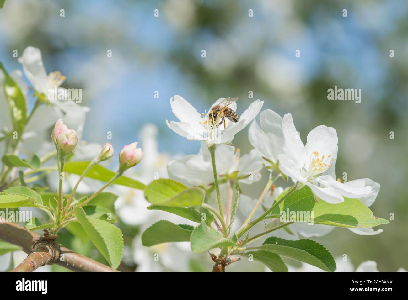 Bee melliferous on the flower of apple tree Stock Photo